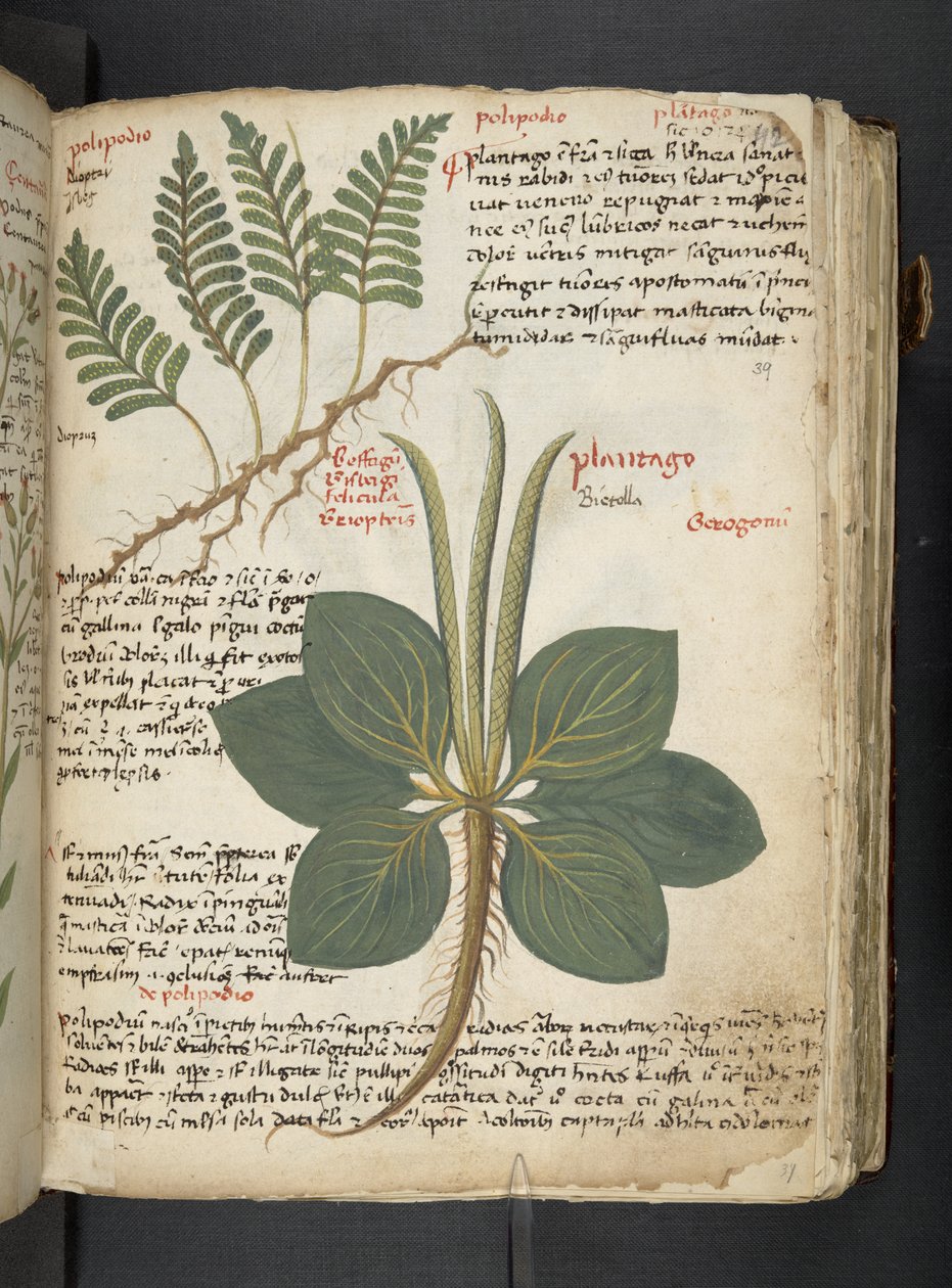 Adja hozzá az MS 41623 "A gyógynövény", Belluno (tinta és szín a pergamen) alkotó: Italian School