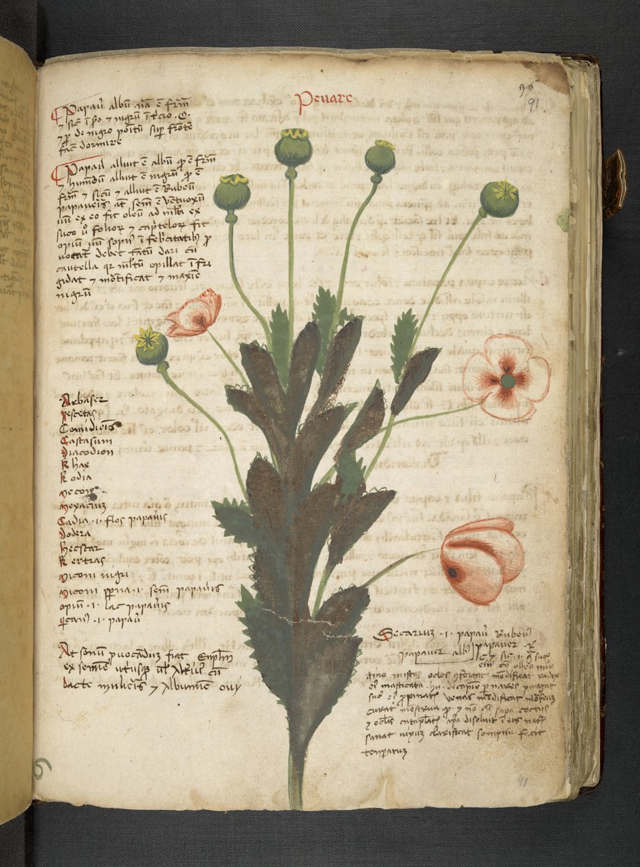 Adja hozzá az MS 41623 "A gyógynövény", Belluno (tinta és szín a pergamen) alkotó: Italian School
