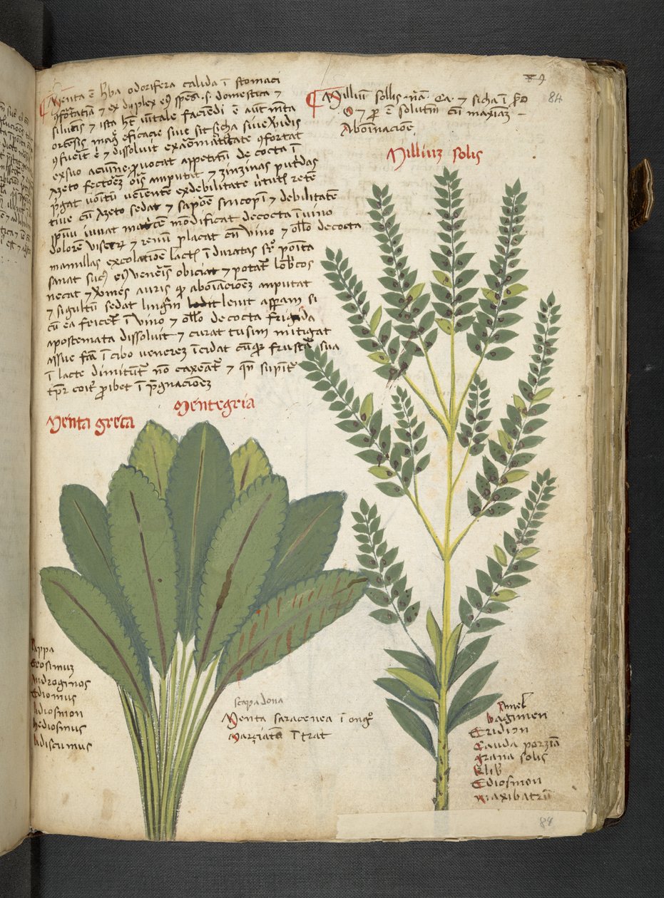 Adja hozzá az MS 41623 "A gyógynövény", Belluno (tinta és szín a pergamen) alkotó: Italian School