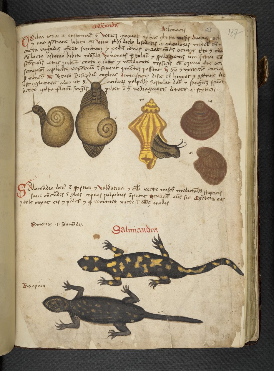 Adja hozzá az MS 41623 Chiocciole-t és Salamandra-t az „A herbal”-ból, a Belluno (tinta és szín a pergamen) alkotó: Italian School