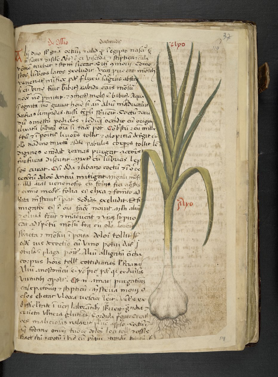 Adja hozzá az MS 41623 De Allio-t, "A herbal", Belluno (tinta és szín a pergamen) alkotó: Italian School