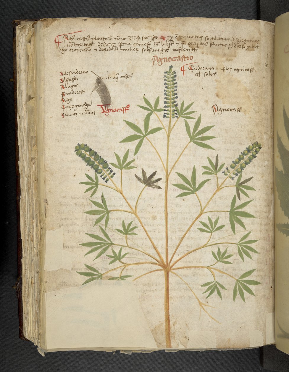Adja hozzá az MS 41623 f.101v 