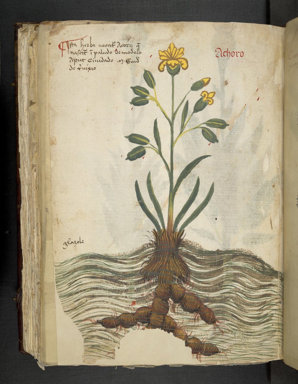 Adja hozzá az MS 41623 f.102v Achoro-t, az 