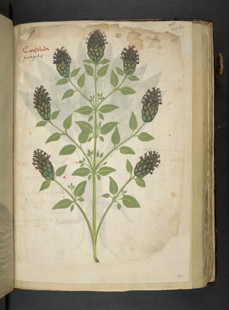 Adja hozzá az MS 41623 f.103r Consolida-t, az 