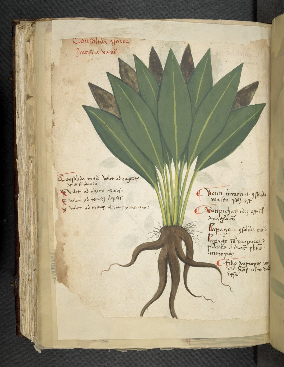Adja hozzá az MS 41623 f.103v Confolida-t, az 