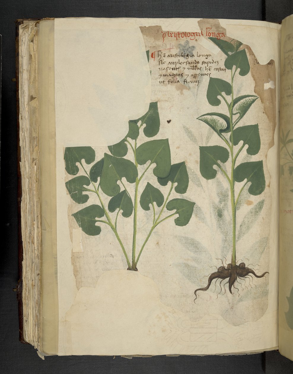 Adja hozzá az MS 41623 f.104v Anthuriumot, az 