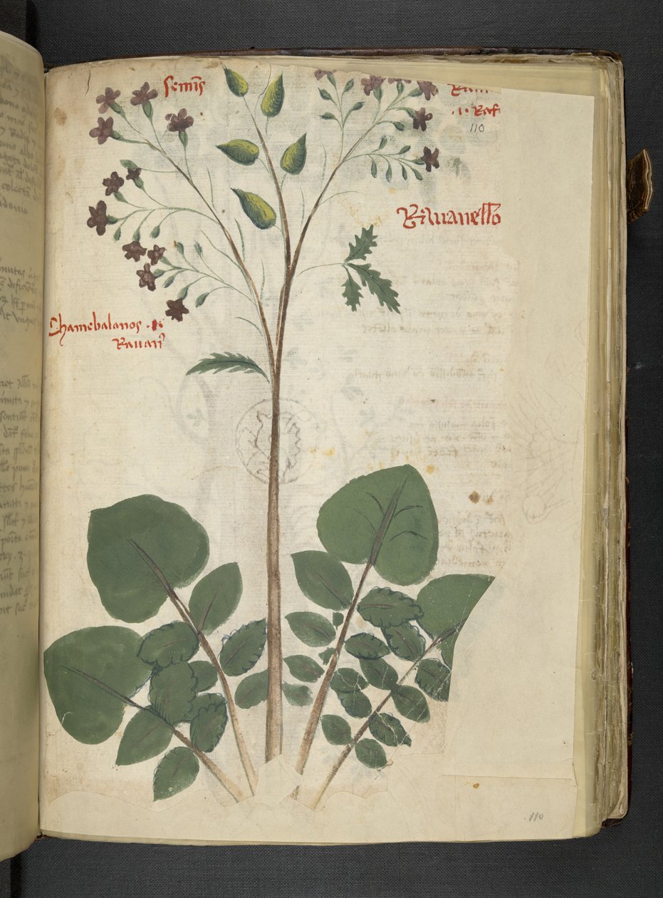 Adja hozzá az MS 41623 f.110r 