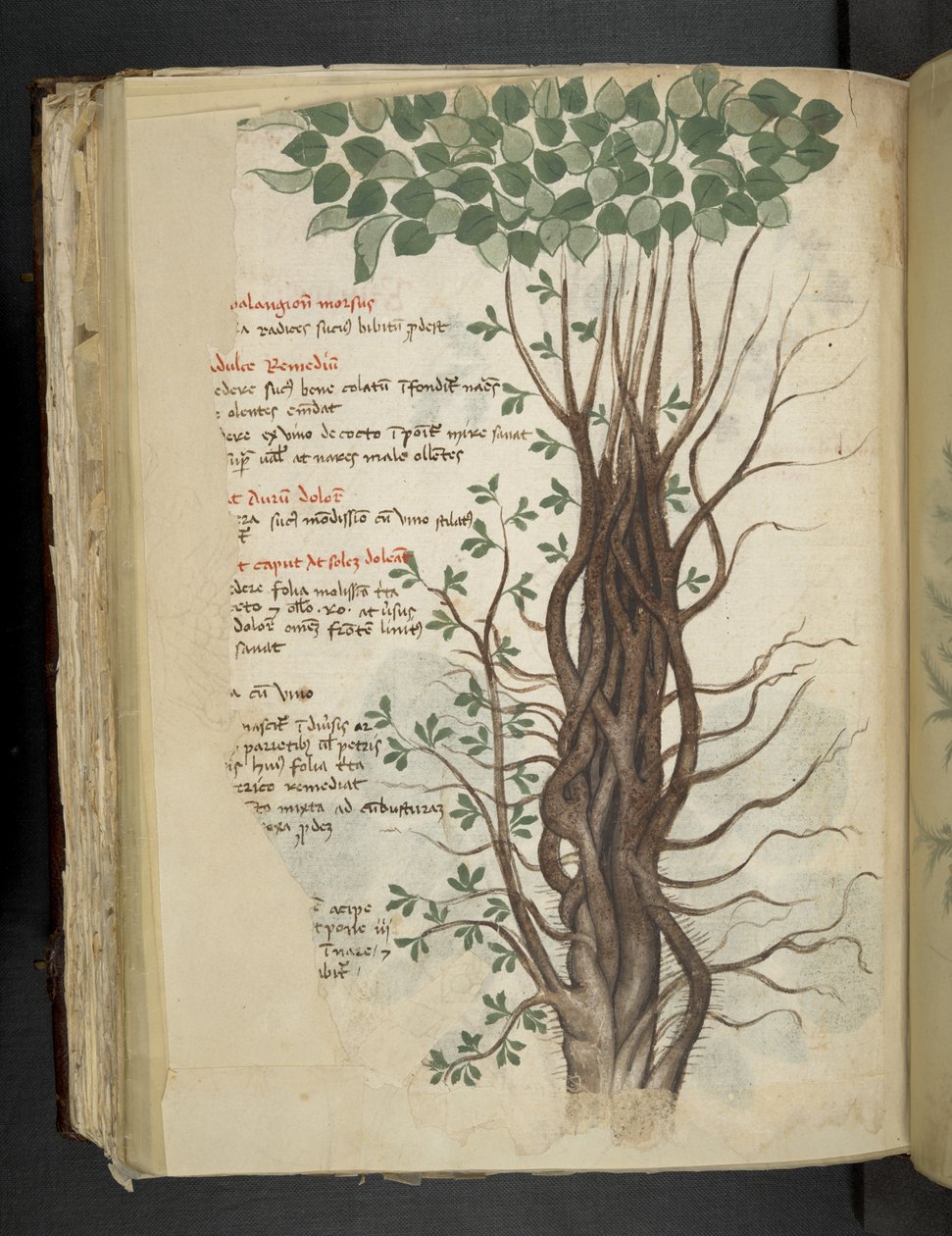 Adja hozzá az MS 41623 f.110v Mangrove fát, egy „A gyógynövényből”, Belluno (tinta és szín a pergamen) alkotó: Italian School