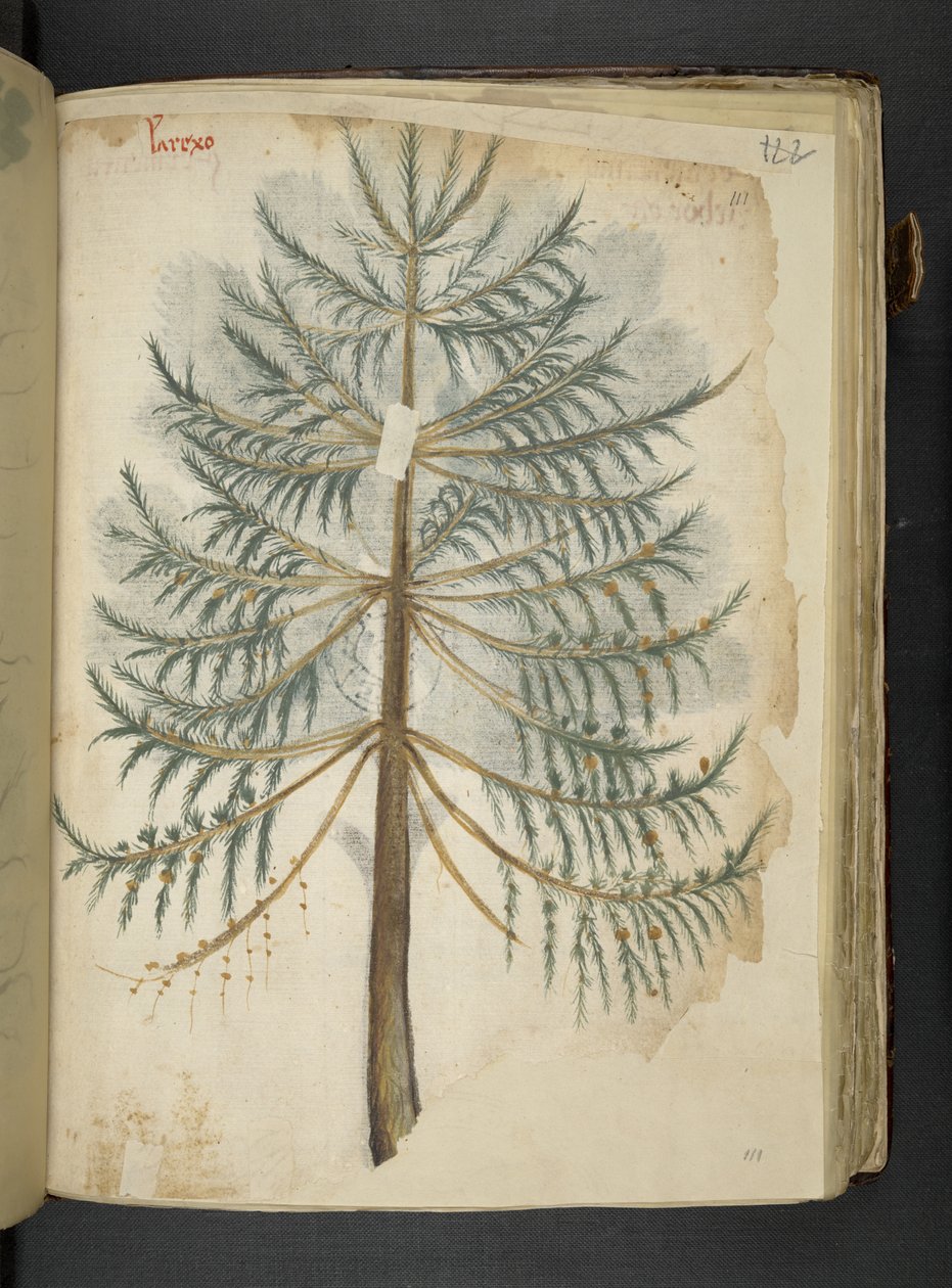 Adja hozzá az MS 41623 f.111r „A gyógynövény”, Belluno (tinta és színes pergamen) alkotó: Italian School
