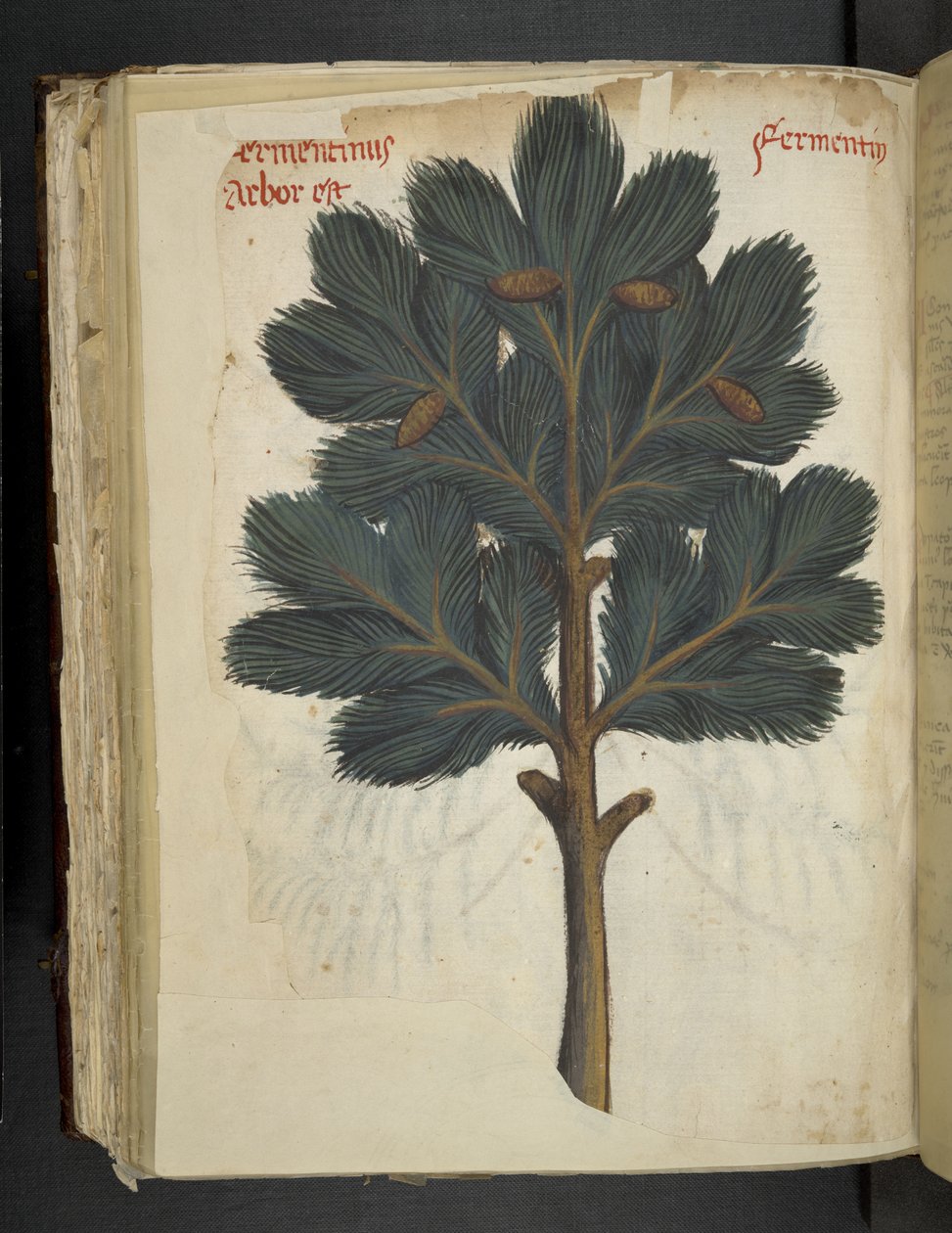 Adja hozzá az MS 41623 f.111v Pine-t, „A gyógynövényből”, Belluno (tinta és szín a pergamen) alkotó: Italian School