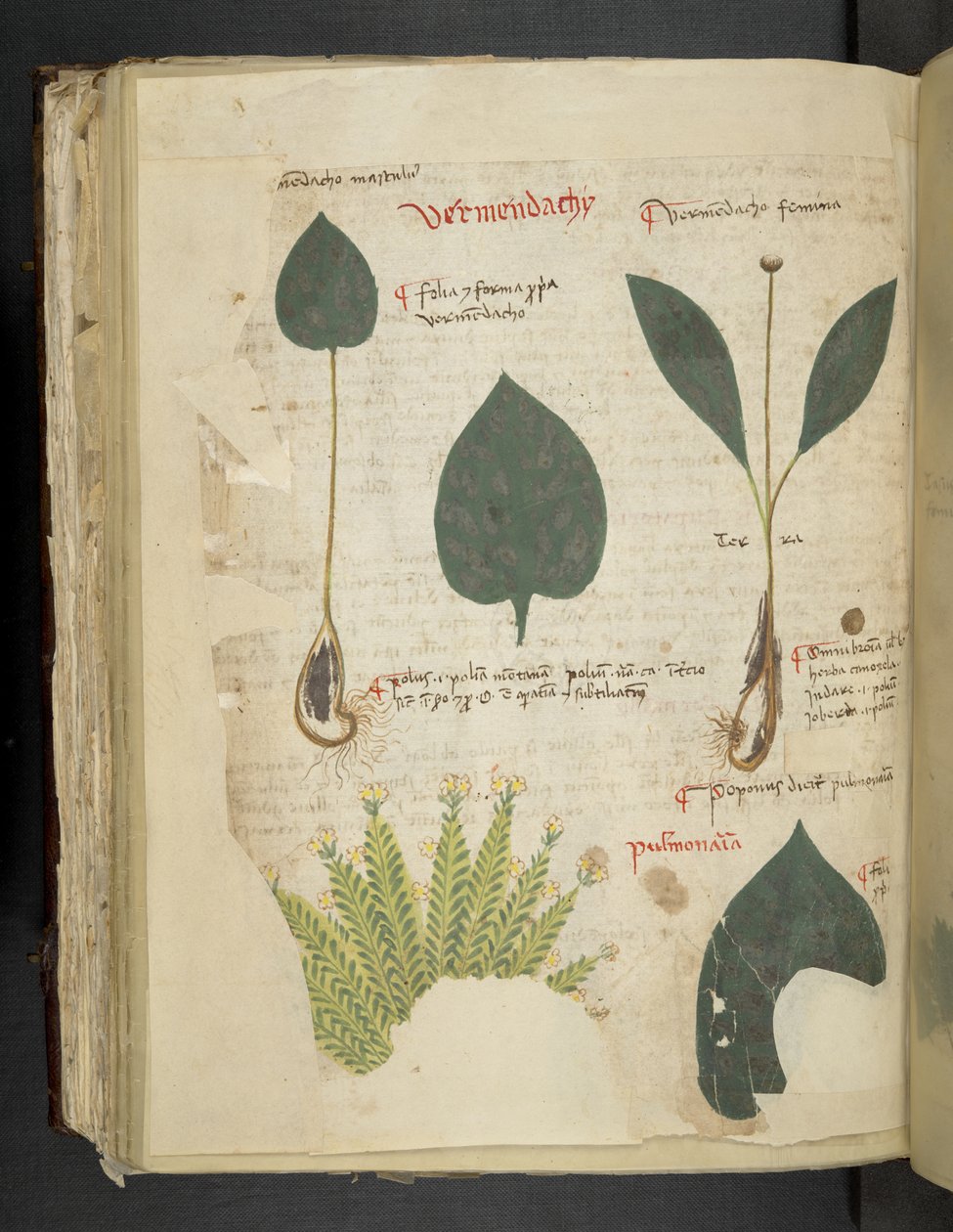 Adja hozzá az MS 41623 f.112v Pulmonaria-t, az „A herbal” termékből, Belluno (tinta és szín a pergamen) alkotó: Italian School