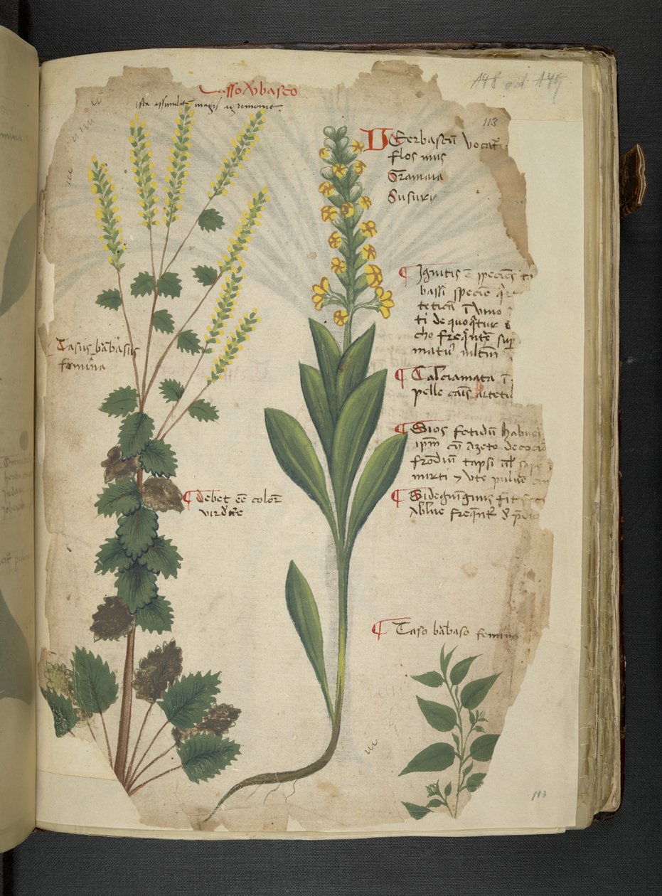 Adja hozzá az MS 41623 f.113r 