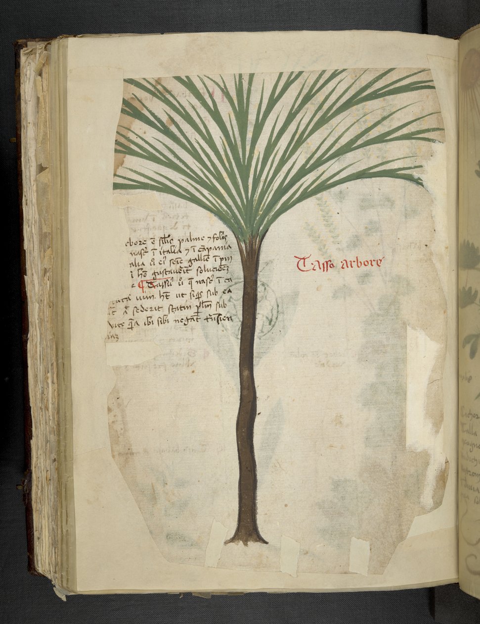 Adja hozzá az MS 41623 f.113v Tarro Arboro-t, az 