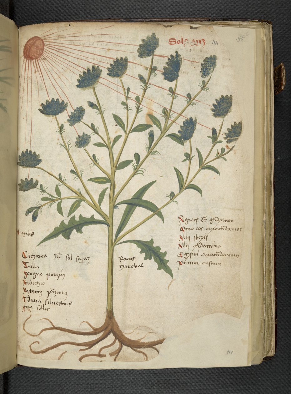 Adja hozzá az MS 41623 f.114r "A gyógynövény", Belluno (tinta és színes pergamen) alkotó: Italian School