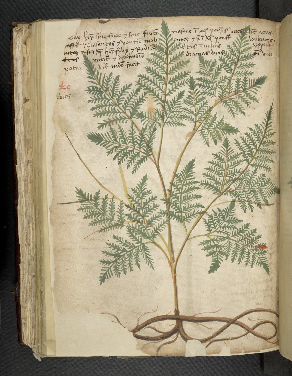 Adja hozzá az MS 41623 f.114v 
