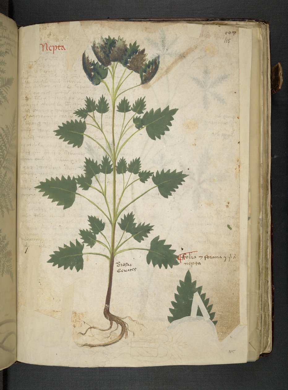 Adja hozzá az MS 41623 f.115r Nepta-t, az 
