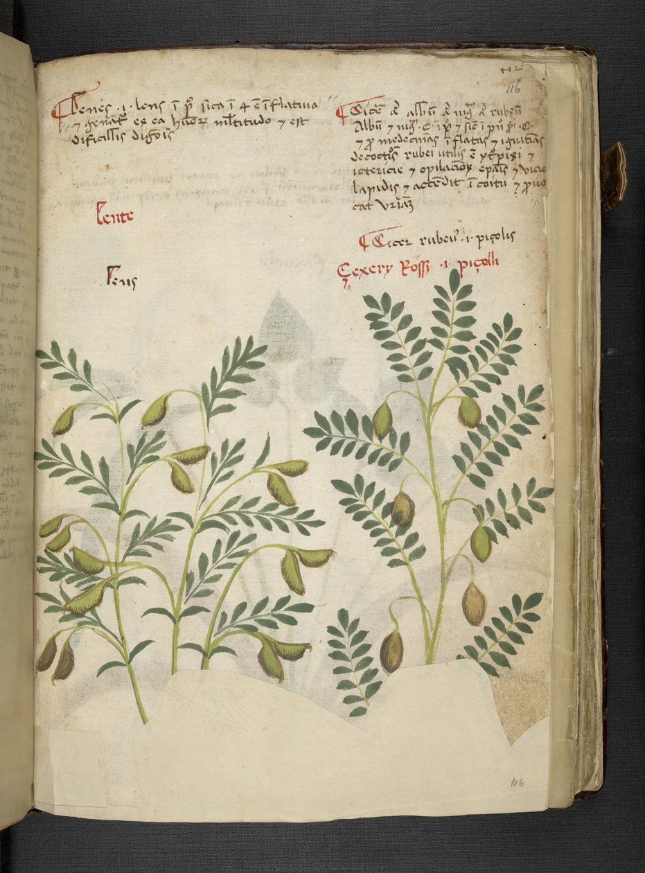 Adja hozzá az MS 41623 f.116r 