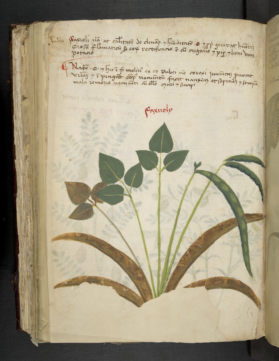 Adja hozzá az MS 41623 f.116v 