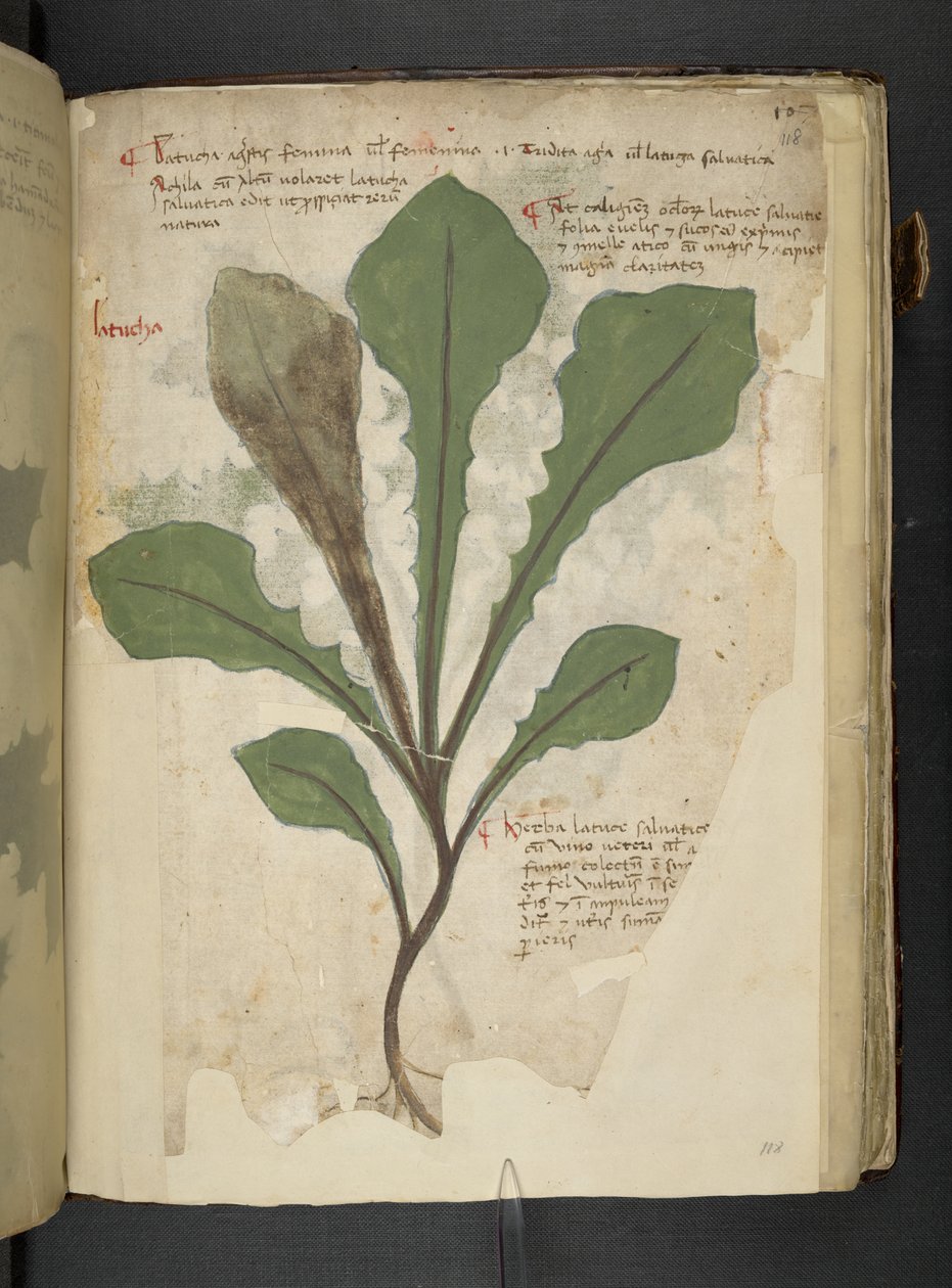 Adja hozzá az MS 41623 f.118r „A gyógynövény”, Belluno (tinta és színes pergamen) alkotó: Italian School