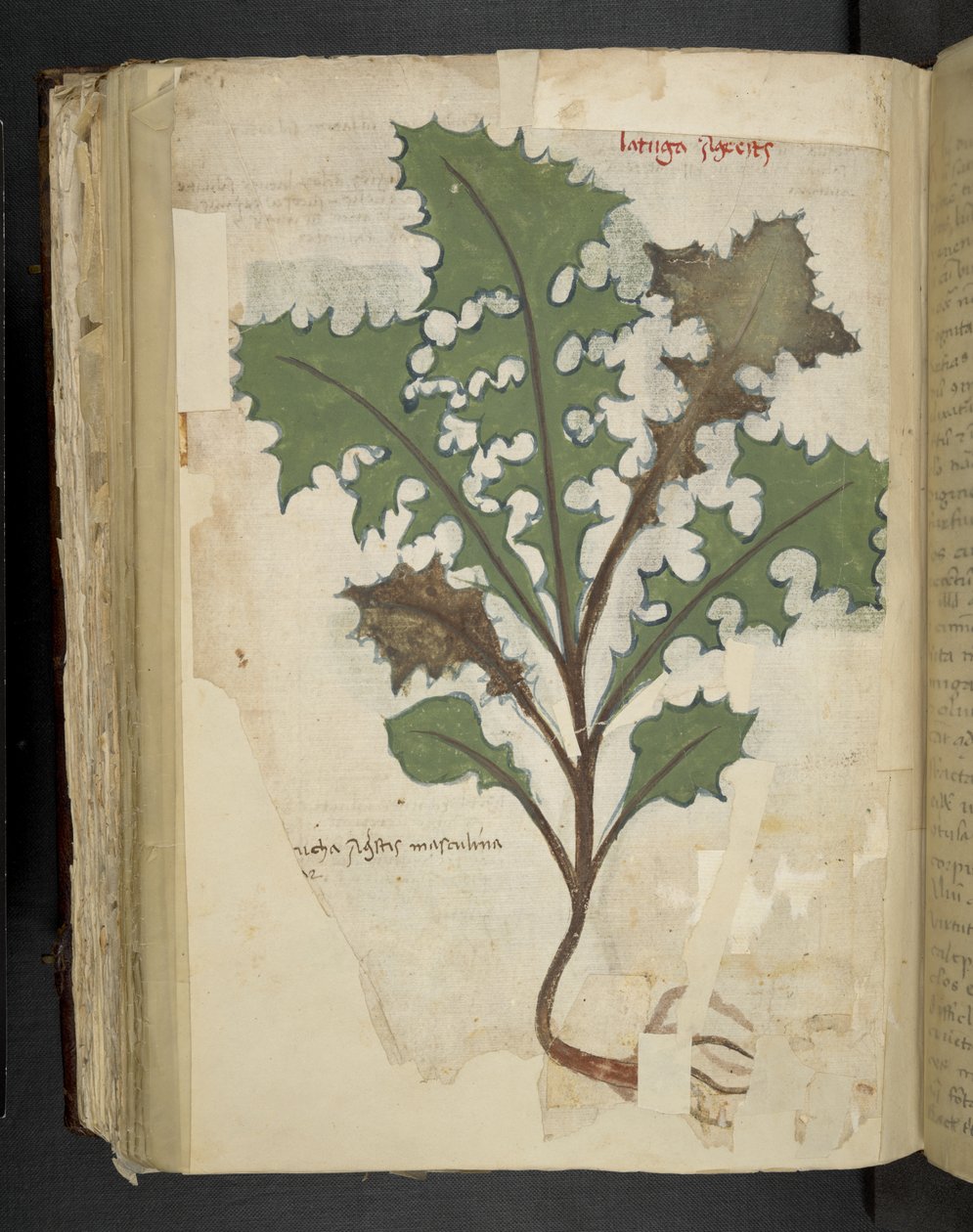 Adja hozzá az MS 41623 f.118v Dandelion Leaf-et, az „A herbal”, Belluno (tinta és színes pergamen) alkotó: Italian School