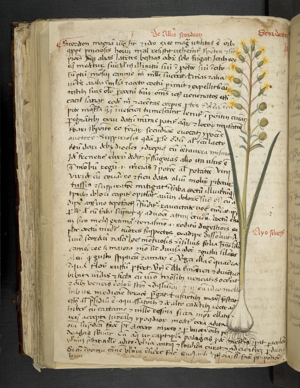 Adja hozzá az MS 41623 f.119v 