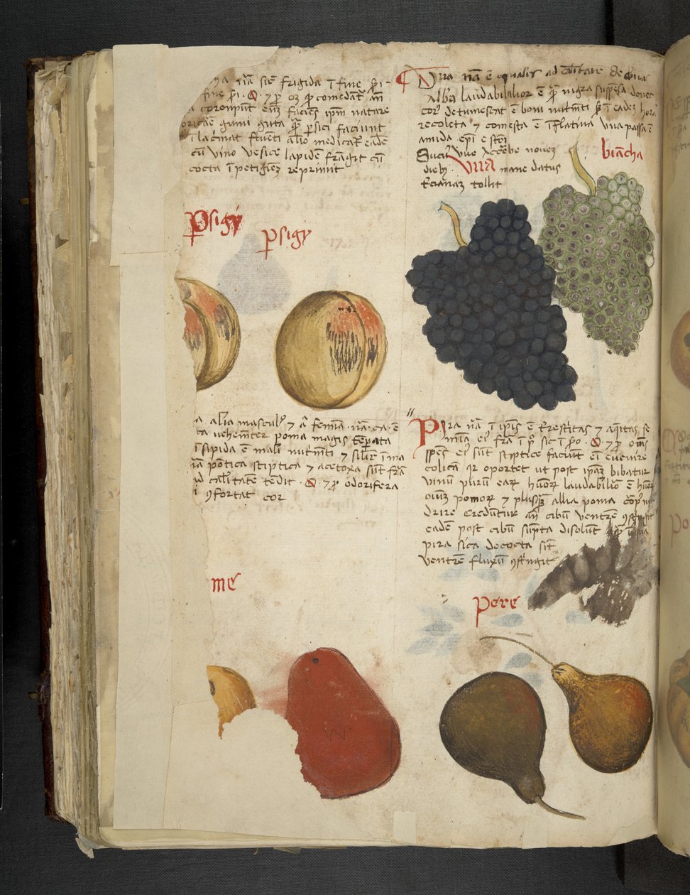 Adja hozzá az MS 41623 f.121v gyümölcsöt, az „A herbal”, Belluno (tinta és szín a pergamenen) alkotó: Italian School