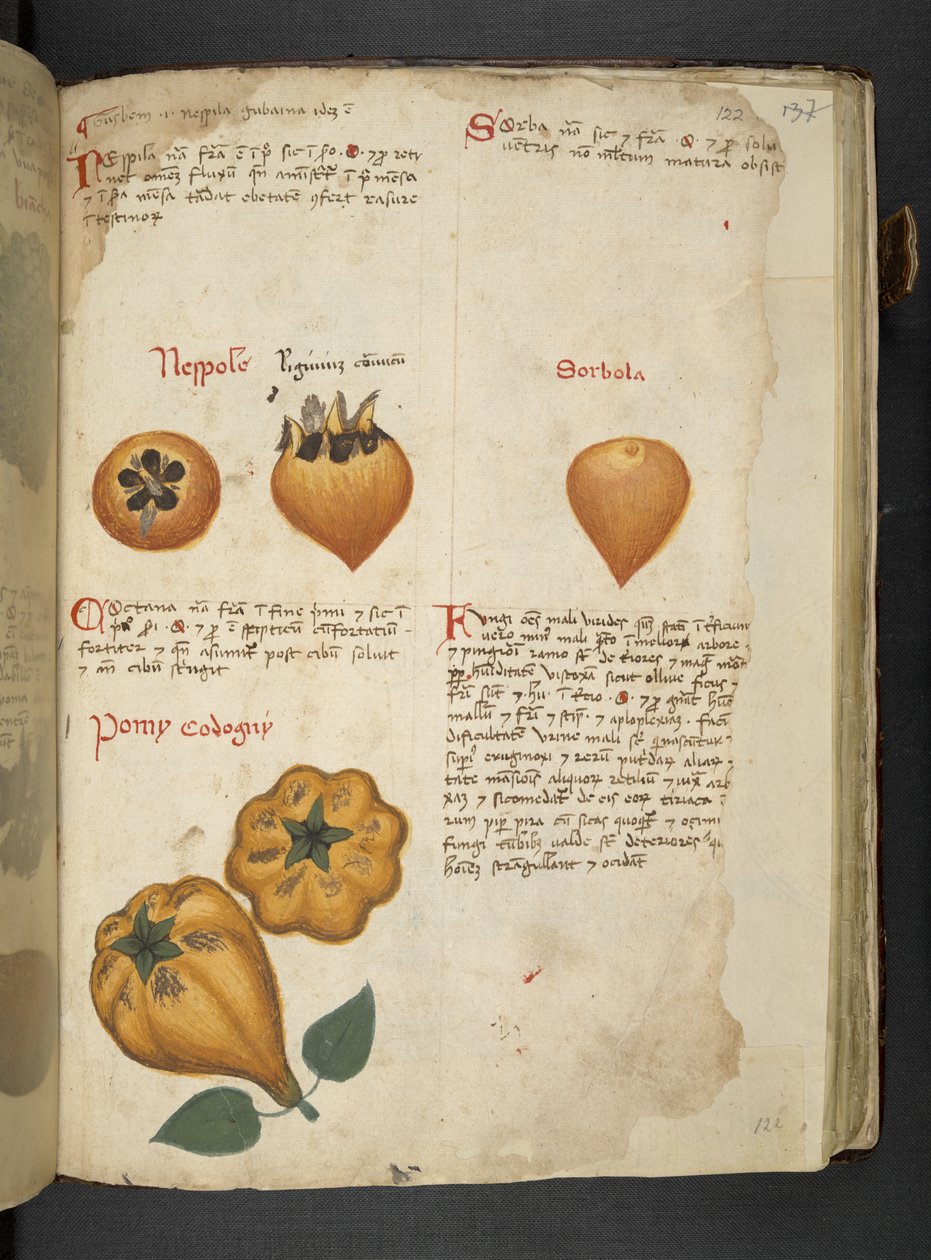 Adja hozzá az MS 41623 f.122r Pere Cotogne-t és Sorbo-t az 