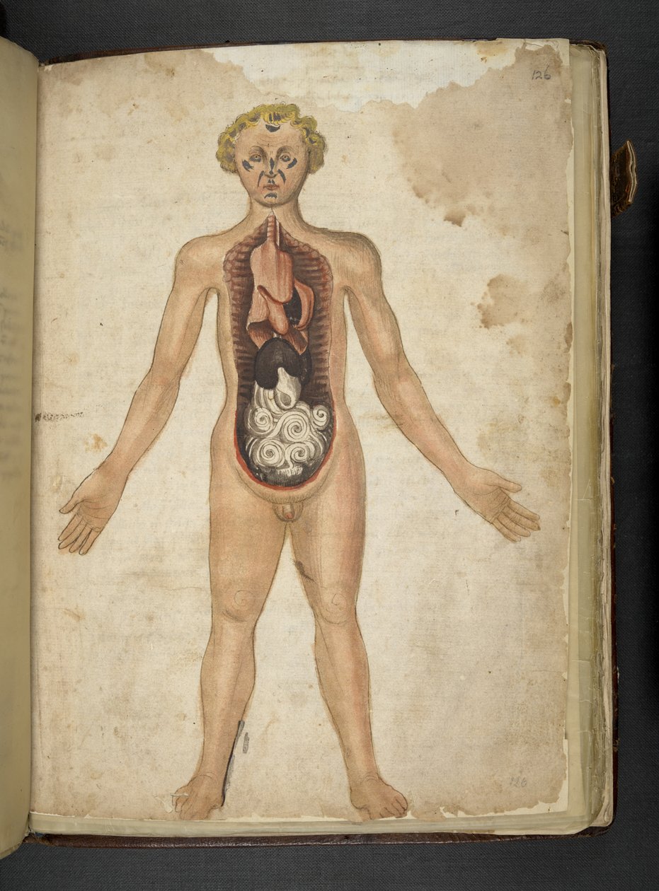 Add hozzá az MS 41623 f.126r The Internal Organs of a humans of a herbal, "A herbal", Belluno (tinta és színes pergamen) alkotó: Italian School