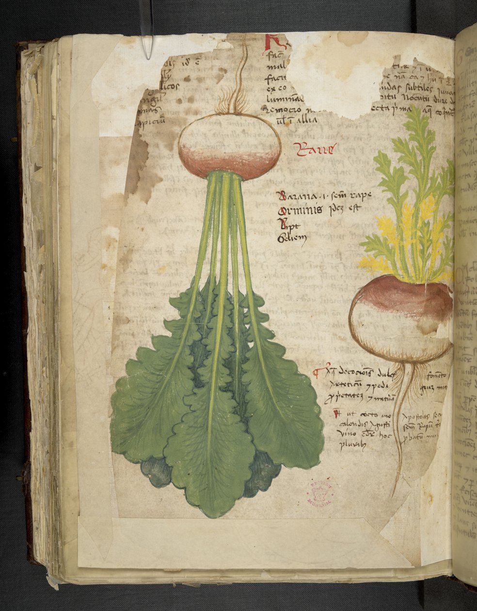 Adja hozzá az MS 41623 f.126v 