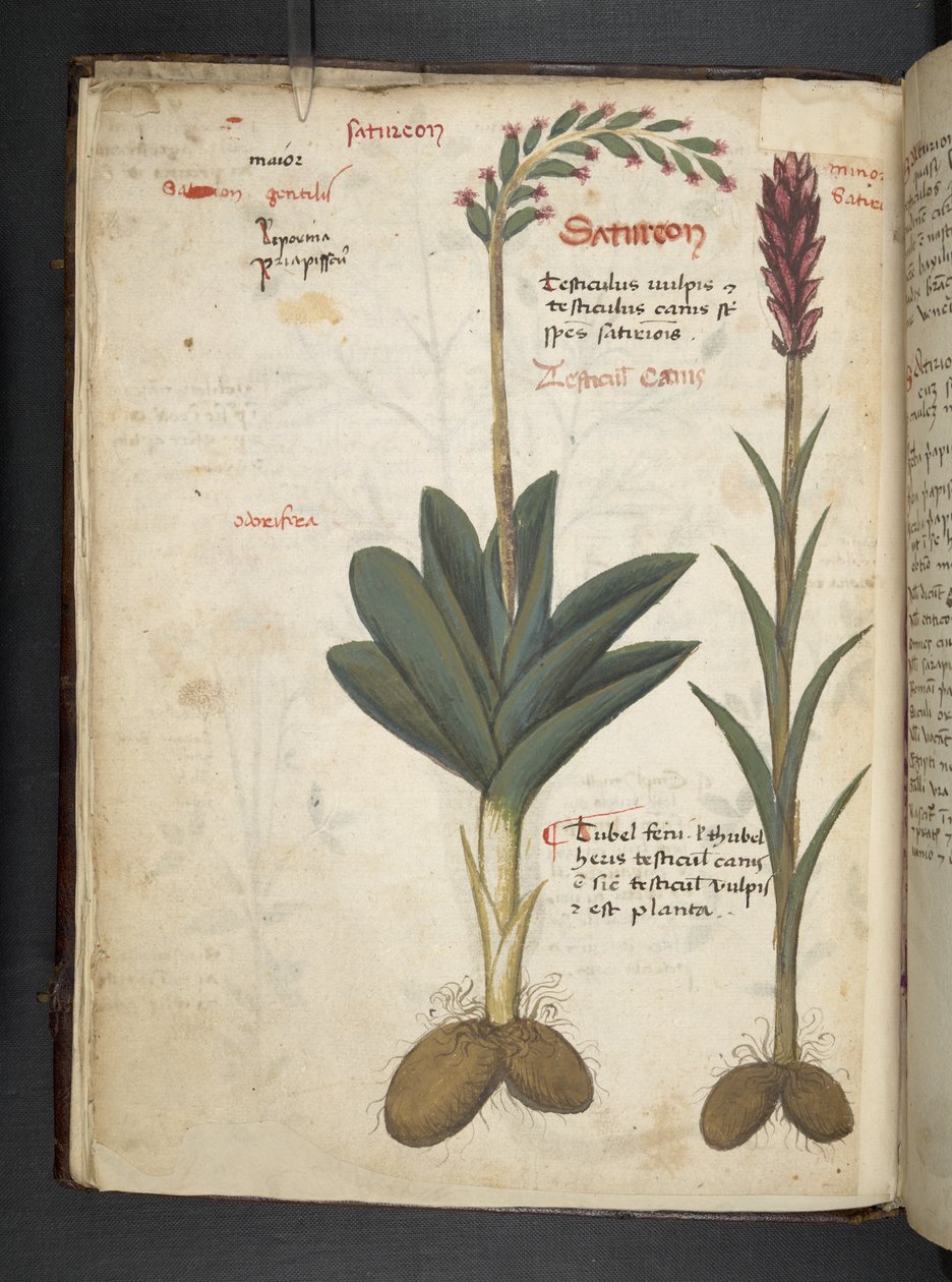 Adjon hozzá MS 41623 f.12v A gyógynövényt, Belluno (tinta és színes pergamen) alkotó: Italian School