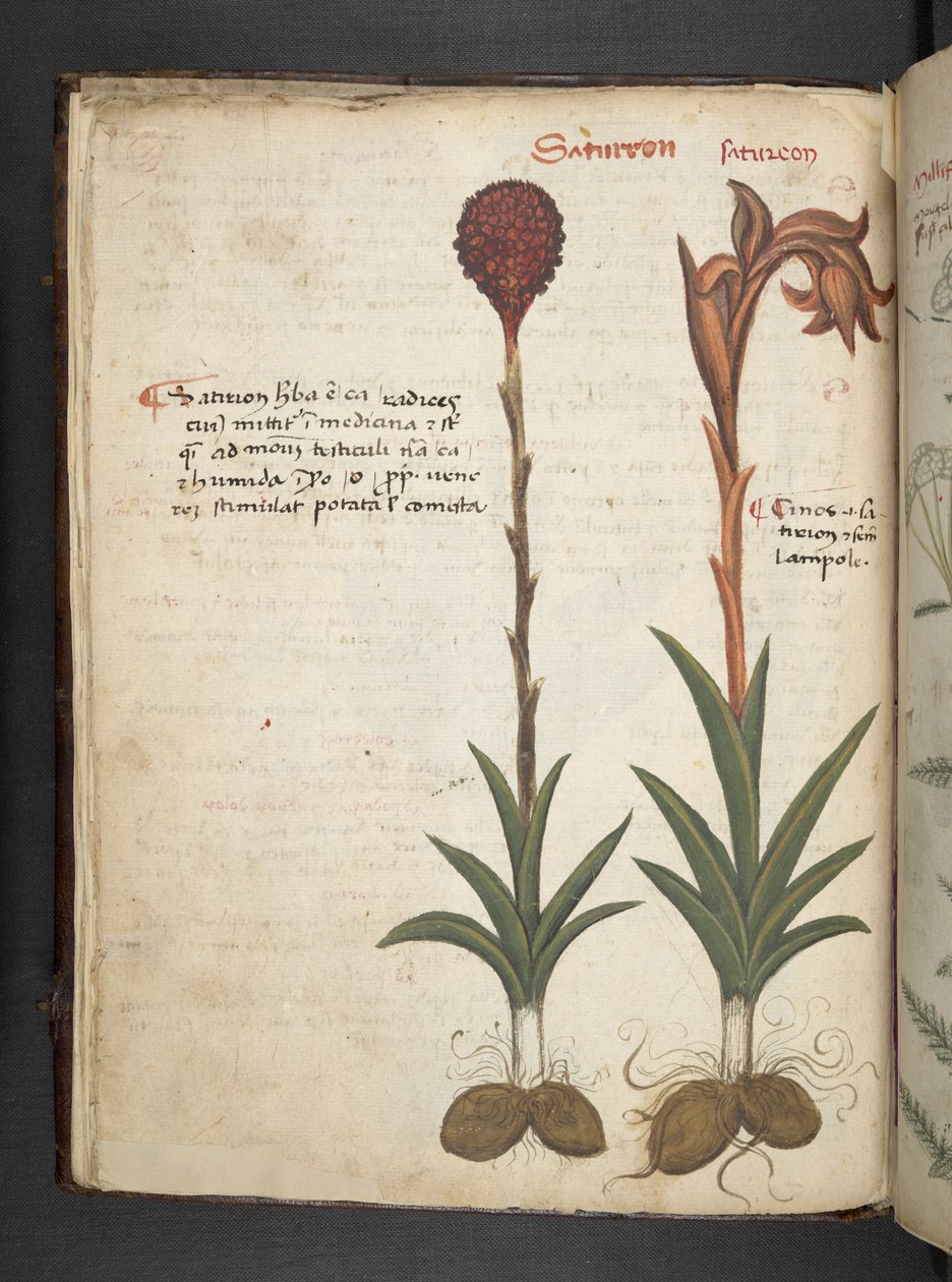 Adjon hozzá MS 41623 f.13v A gyógynövényt, Belluno (tinta és színes pergamen) alkotó: Italian School