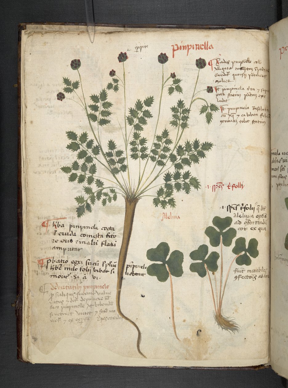 Adjon hozzá MS 41623 f.14v A gyógynövényt, Belluno (tinta és színes pergamen) alkotó: Italian School