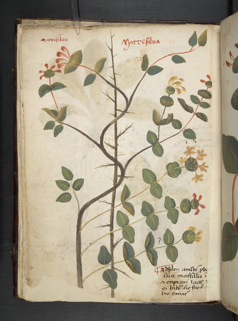 Adjon hozzá MS 41623 f.15v A gyógynövényt, Belluno (tinta és színes pergamen) alkotó: Italian School