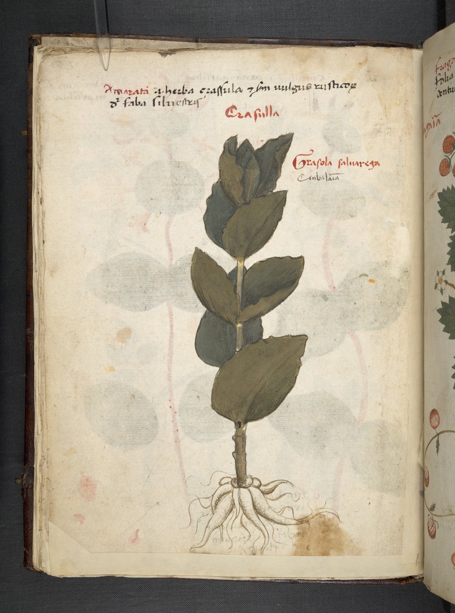 Adjon hozzá MS 41623 f.16v A gyógynövényt, Belluno (tinta és színes pergamen) alkotó: Italian School