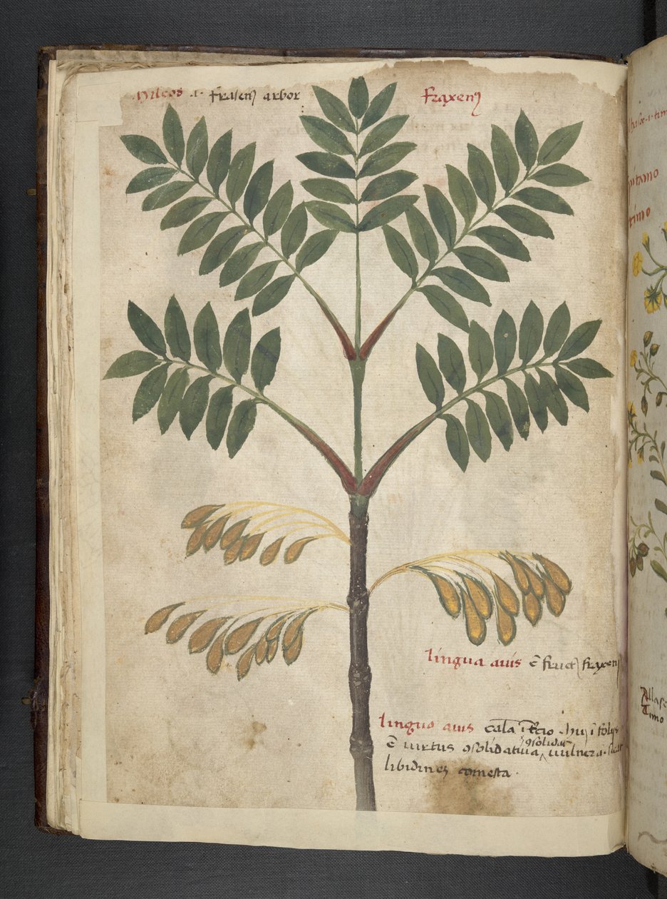 Adjon hozzá MS 41623 f.17v A gyógynövényt, Belluno (tinta és színes pergamen) alkotó: Italian School