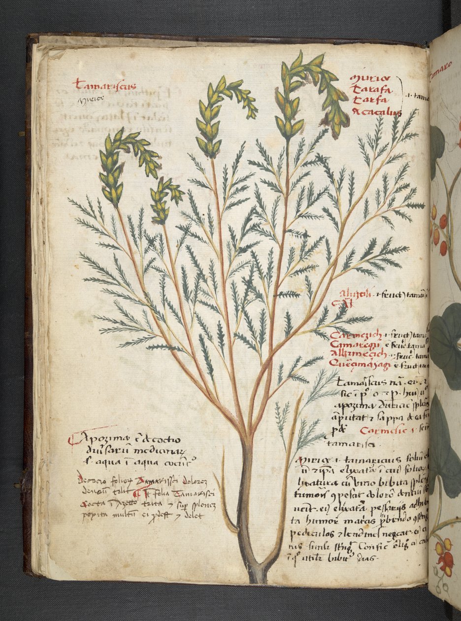 Adjon hozzá MS 41623 f.18v A gyógynövényt, Belluno (tinta és színes pergamen) alkotó: Italian School
