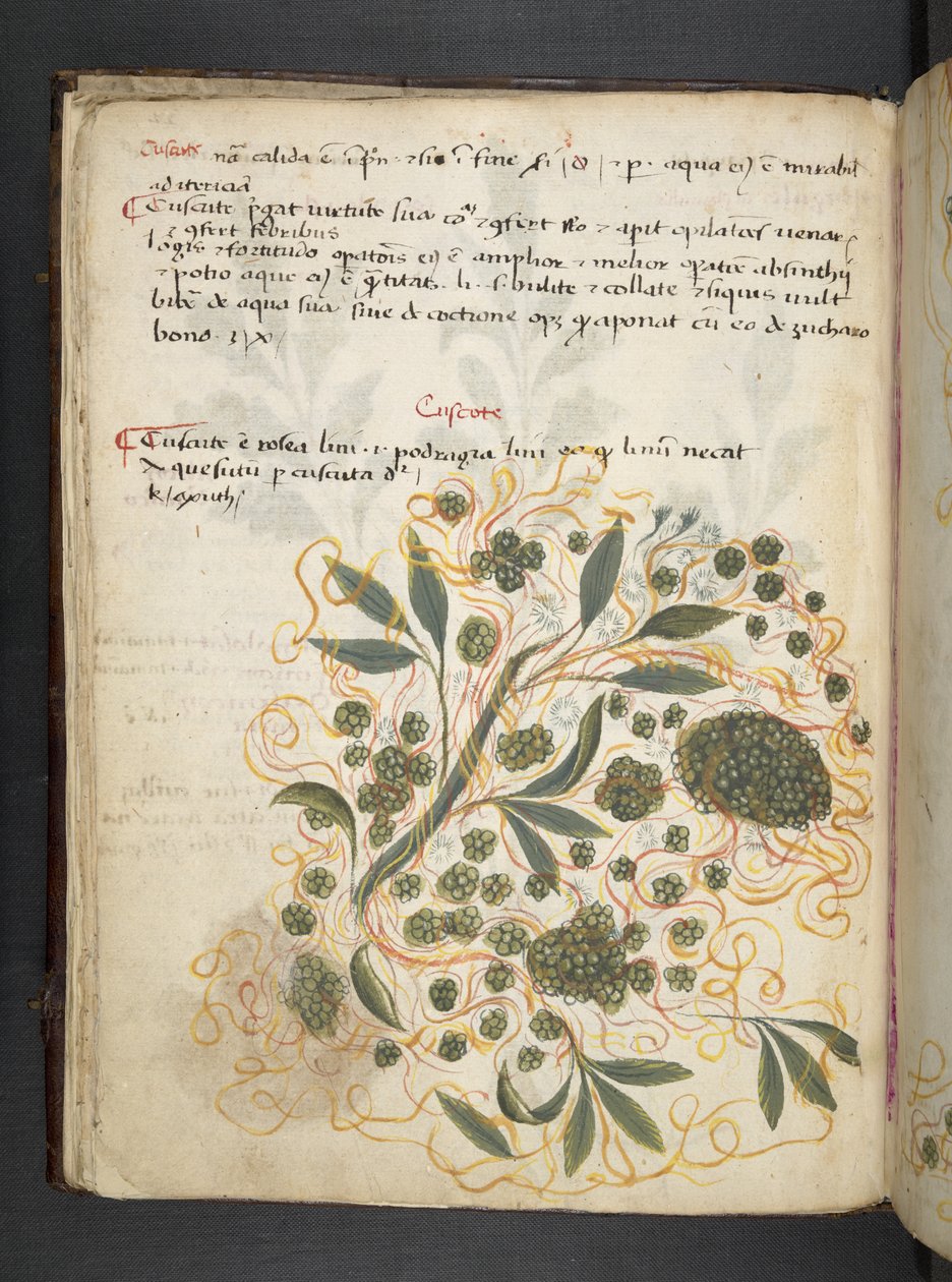 Adjon hozzá MS 41623 f.20v A gyógynövényt, Belluno (tinta és színes pergamen) alkotó: Italian School