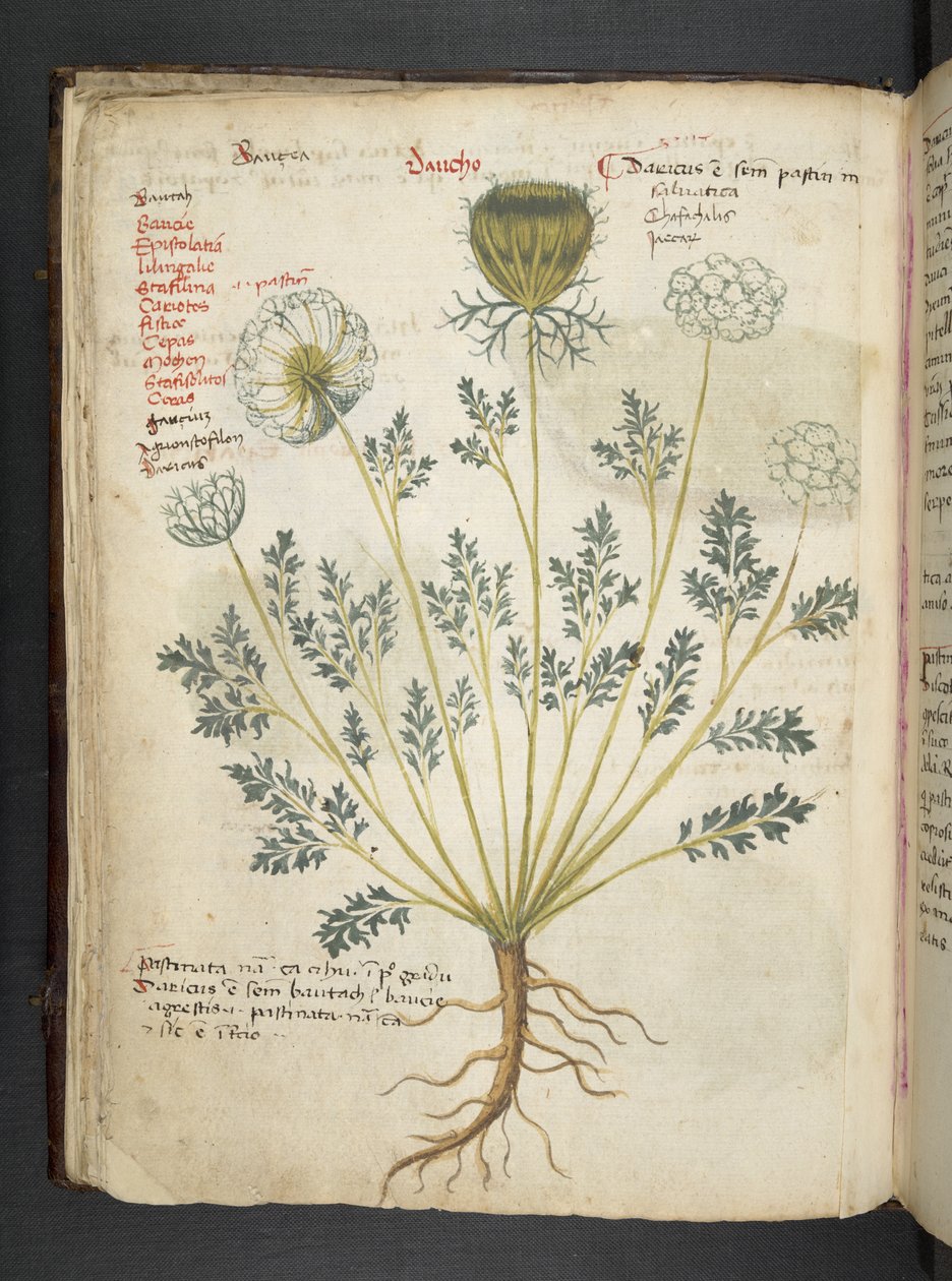 Adjon hozzá MS 41623 f.22v A gyógynövényt, Belluno (tinta és színes pergamen) alkotó: Italian School