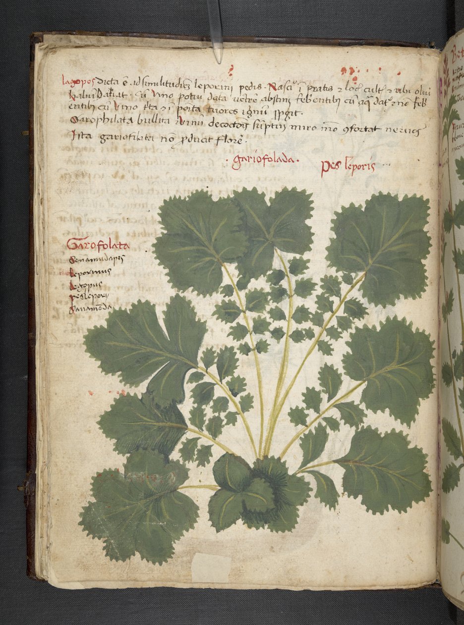 Adjon hozzá MS 41623 f.24v A gyógynövényt, Belluno (tinta és színes pergamen) alkotó: Italian School