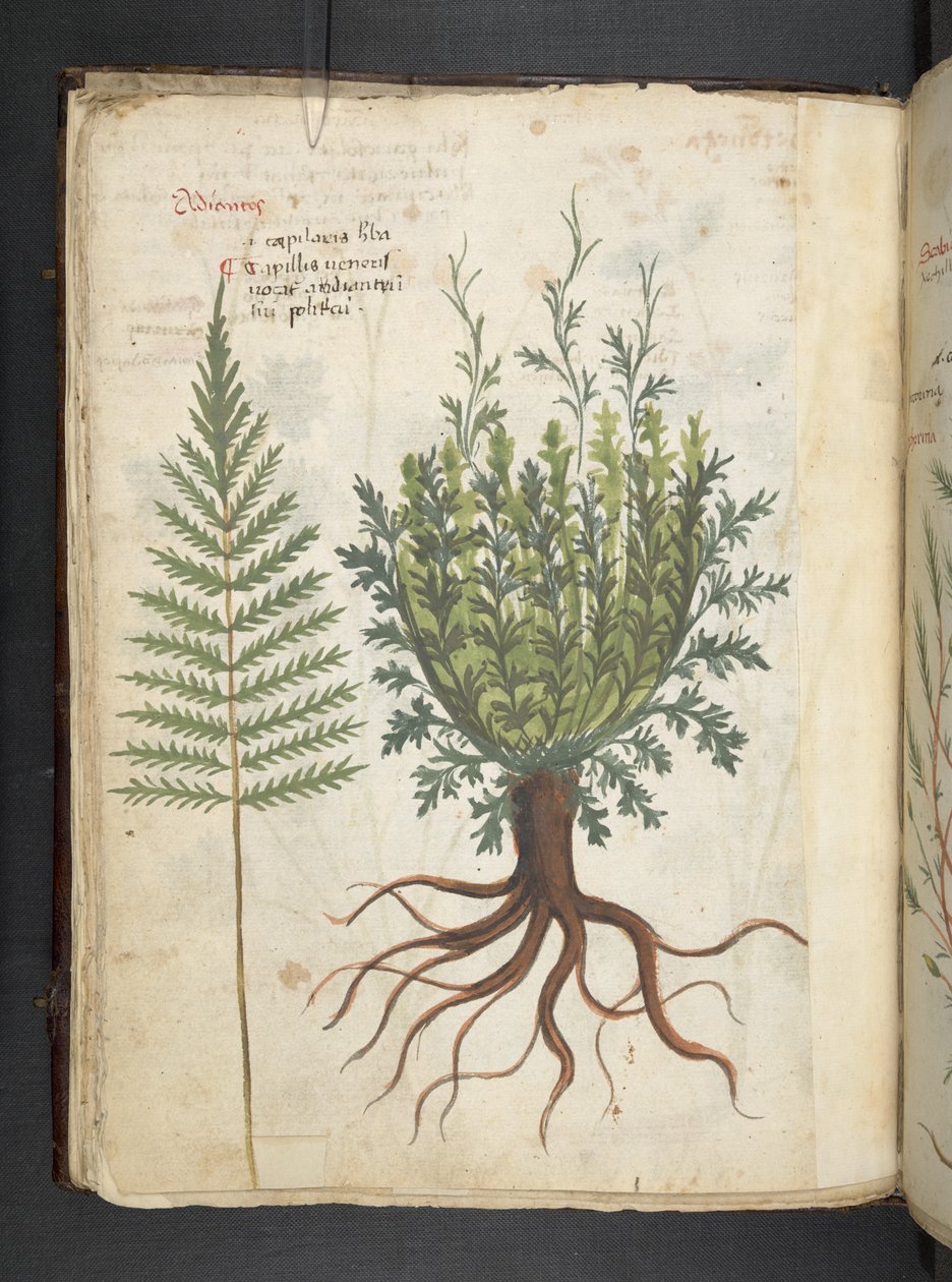 Adjon hozzá MS 41623 f.25v A gyógynövényt, Belluno (tinta és színes pergamen) alkotó: Italian School