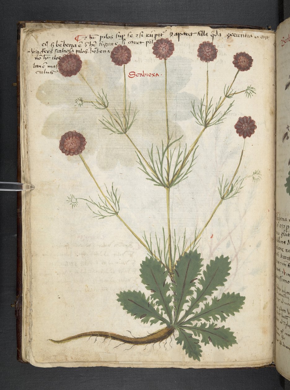 Adjon hozzá MS 41623 f.26v A gyógynövényt, Belluno (tinta és színes pergamen) alkotó: Italian School