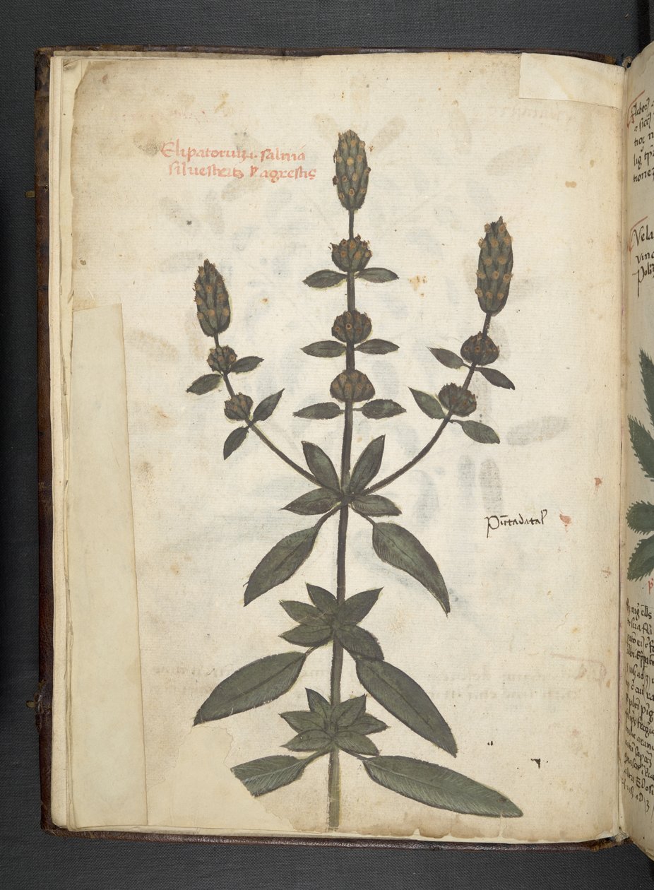 Adjon hozzá MS 41623 f.2v A gyógynövényt, Belluno (tinta és színes pergamen) alkotó: Italian School