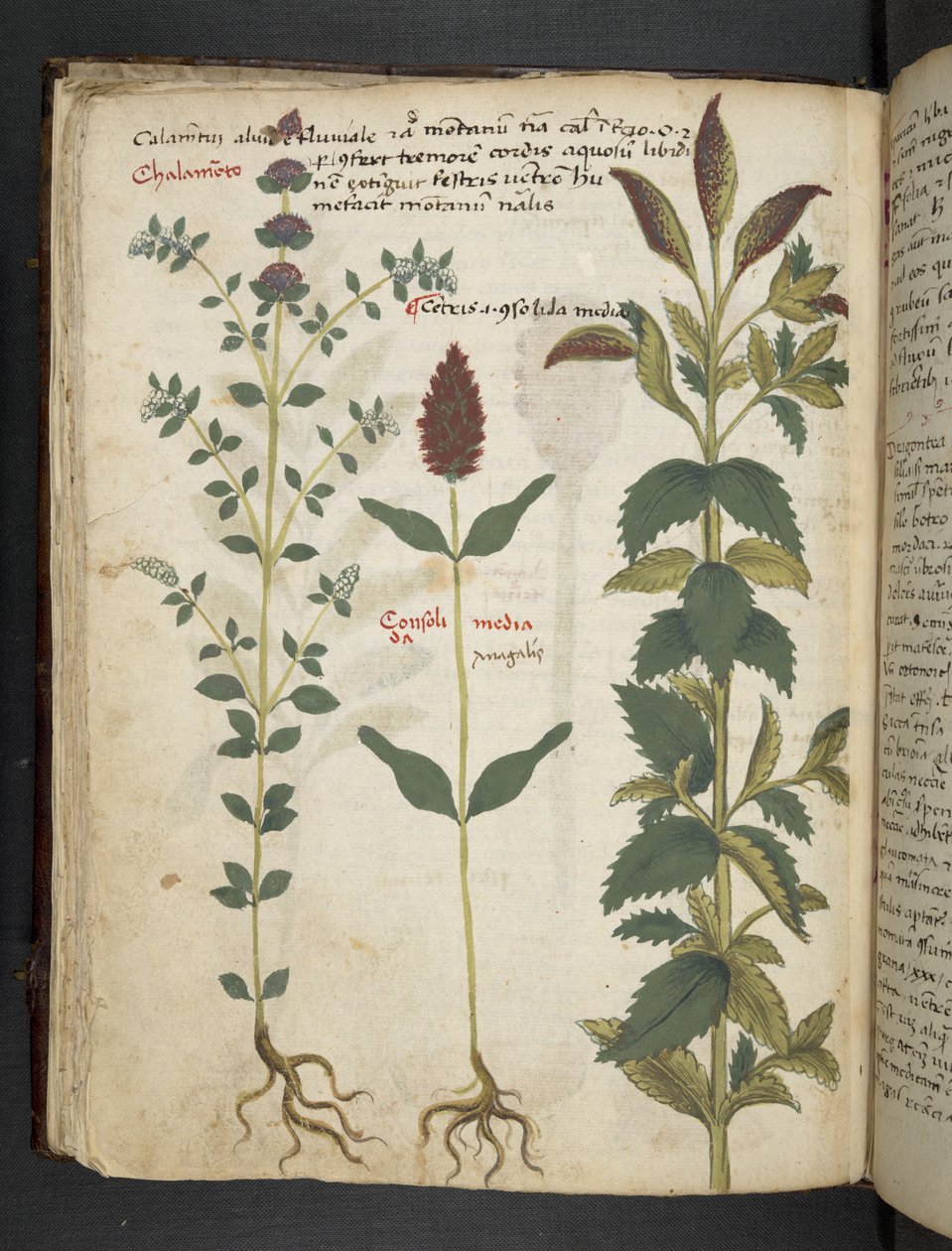 Adja hozzá az MS 41623 f.30v 