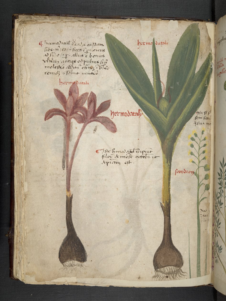 Adja hozzá az MS 41623 f.34v 