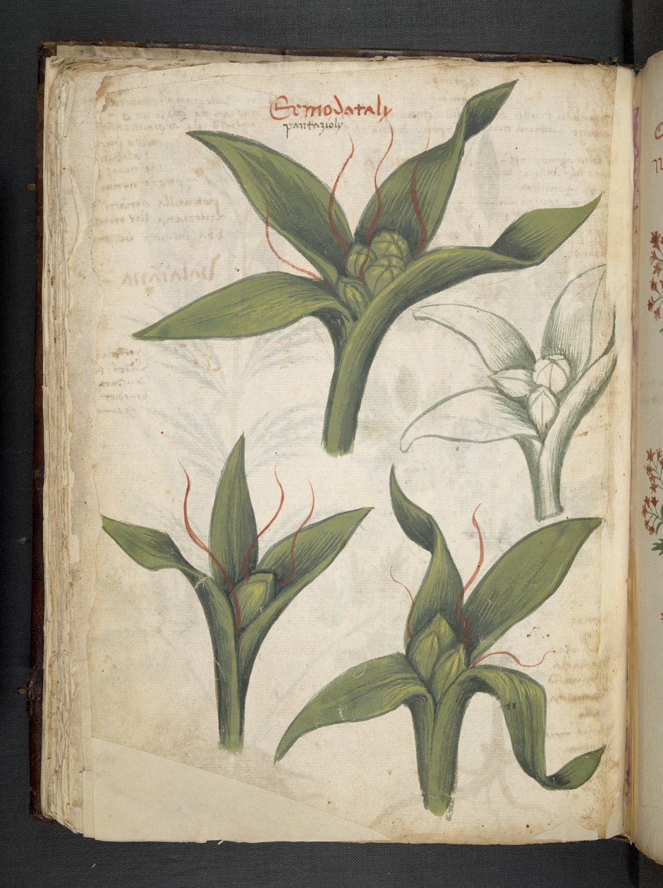 Adja hozzá az MS 41623 f.36v 