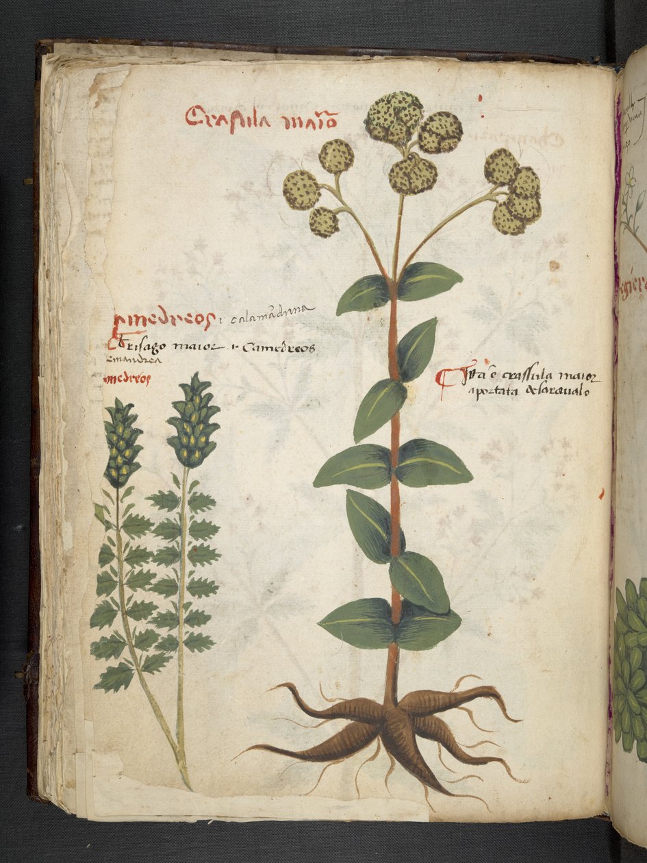 Adja hozzá az MS 41623 f.37v 