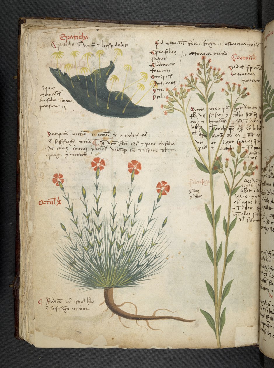 Adja hozzá az MS 41623 f.38v 