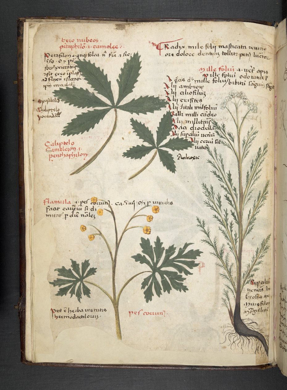 Adjon hozzá MS 41623 f.3v A gyógynövényt, Belluno (tinta és színes pergamen) alkotó: Italian School