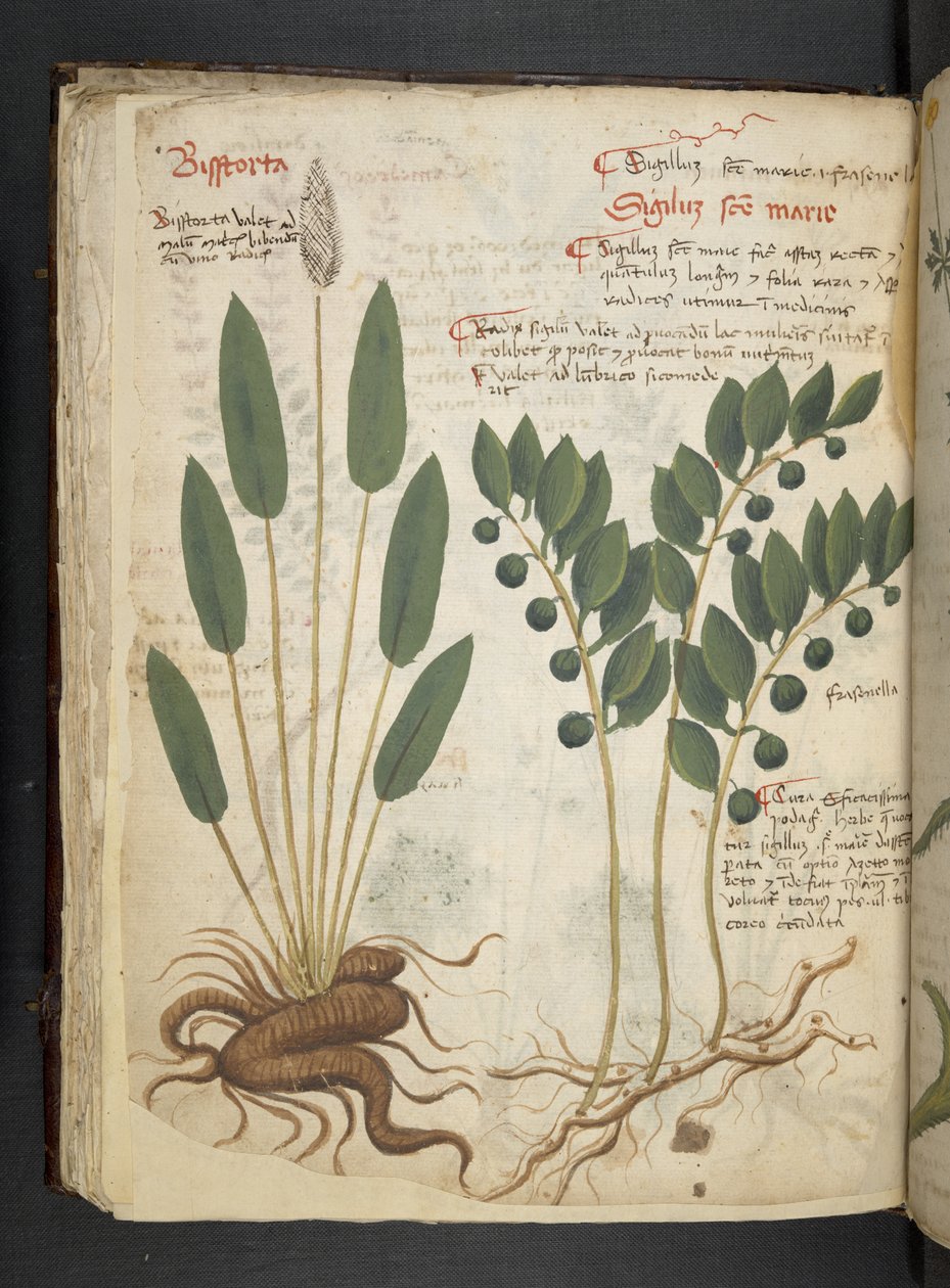 Adja hozzá az MS 41623 f.42v 
