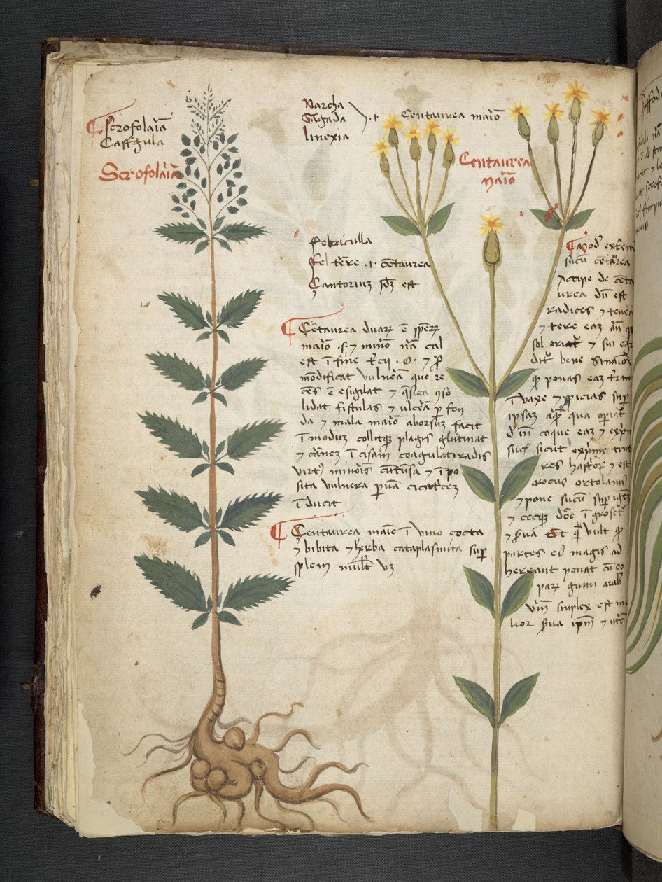 Adja hozzá az MS 41623 f.48v 